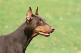 DOBERMANN 337